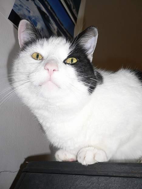 Blanding af racer Jonas -  ^^ billede 13