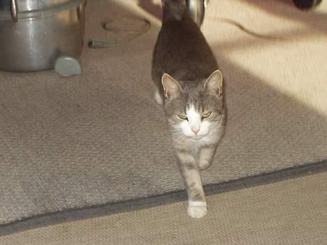 Blanding af racer tiger lil Død.. :( billede 20