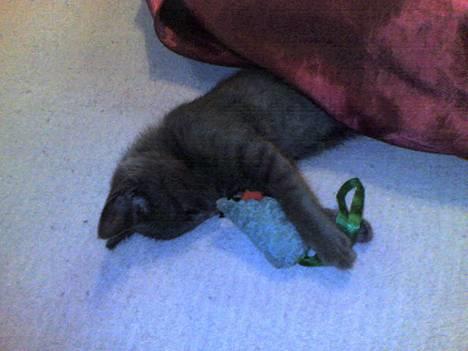 Russian Blue Pelle billede 17