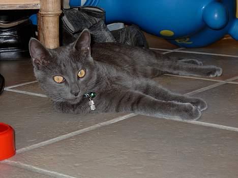 Russian Blue Pelle billede 18