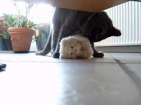 Russian Blue Pelle - Den bedste legekammerat er bamsemissen... (men den er efterhånden lidt flænset) billede 19
