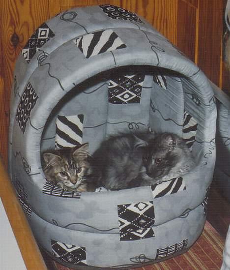 Maine Coon 'Cirkeline' - Hvil i Fred - Findus og cirkeline fra de var helt små misse-basser :) billede 8