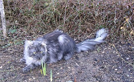 Maine Coon 'Findus' - Forår 2005: Fin basse =) billede 14