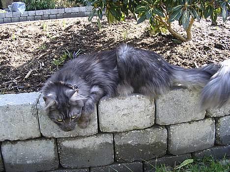 Maine Coon 'Findus' - Forår 2005: Åh, han er altså oz flot her! Tjek lige de bagben!! XD billede 15