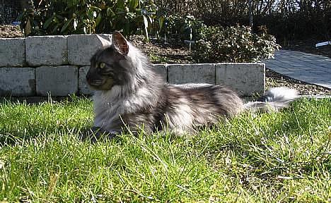 Maine Coon 'Findus' - Forår 2005: * billede 17