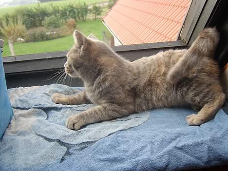 Huskat Bianca billede 18