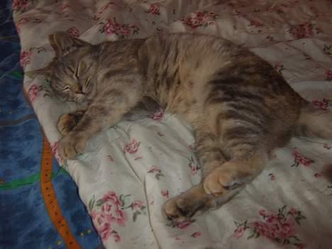 Huskat Bianca billede 19