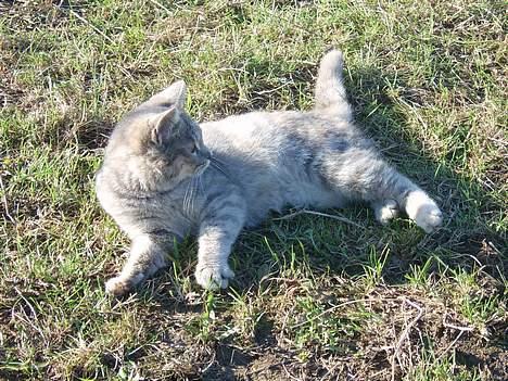 Huskat Bianca billede 20