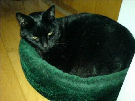 Huskat Simba.  - simba sover i sin seng. zzzz billede 12