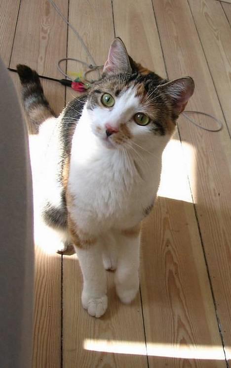 Huskat Laura billede 15