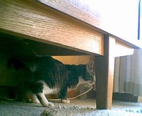 Blanding af racer Tiger - her er hun under mors kommode billede 10