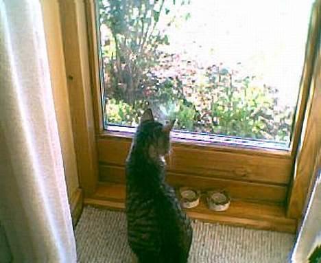 Blanding af racer Tiger - her sidder hun dybt koncentreret og kigger på en fugl igennem vinduet billede 11