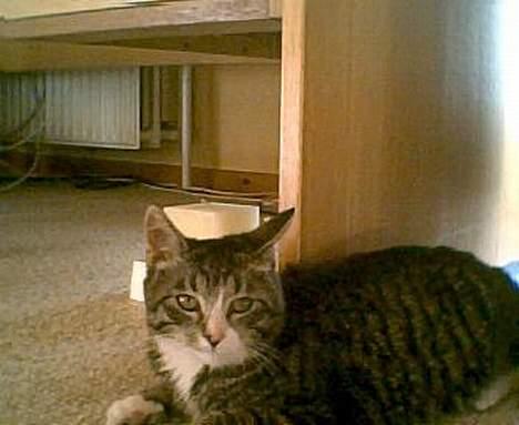 Blanding af racer Tiger - hun lå midt på stue gulvet  og så flyttede jeg hende, så hun ser lidt fornærmet på mig billede 12