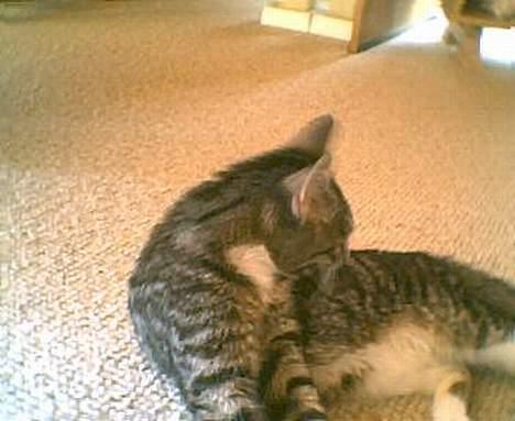 Blanding af racer Tiger - nu er Tiger lige ved at tage et  bad billede 13