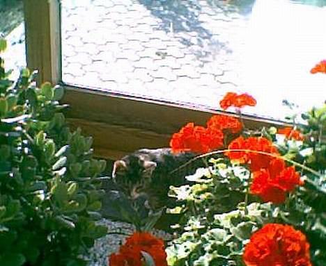 Blanding af racer Tiger - Tiger har ikke set sååå store blomster før, så de er bare spændende billede 14