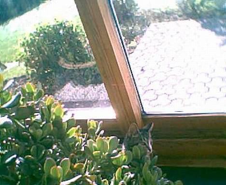 Blanding af racer Tiger - Her leger Tiger kuk kuk bag en blomst billede 15