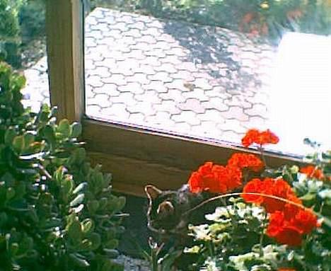 Blanding af racer Tiger - Tiger i mors blomster skov billede 16