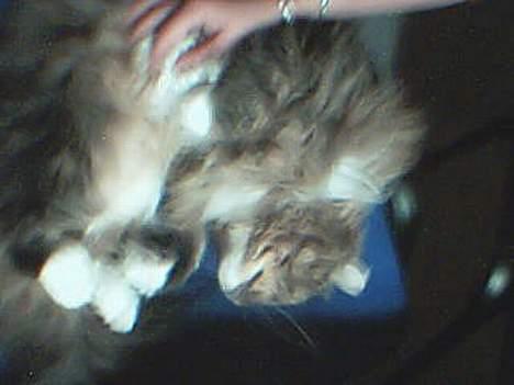 Norsk Skovkat Benjamin - åhhh kan ik lige overskue det! billede 8