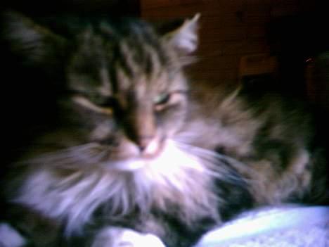 Norsk Skovkat Benjamin - Smut nu med det camera!! billede 9