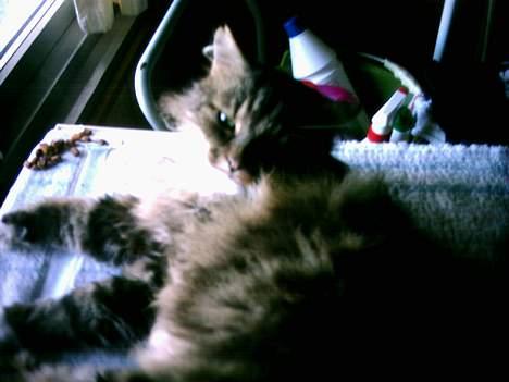 Norsk Skovkat Benjamin - Hvad nu?? Jeg har ligget her hele tiden! billede 10