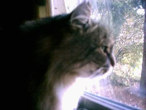 Norsk Skovkat Benjamin - Der er stadig nogen ude i min have!! billede 11