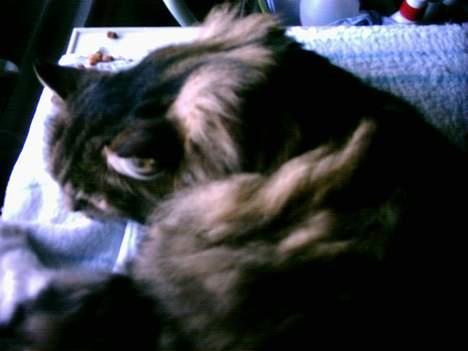 Norsk Skovkat Benjamin - Nå, lige meget.. kan ikke overskue det.. godnat billede 12