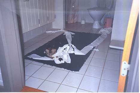 Norsk Skovkat Benjamin - ATTACK!! Toiletpapiret angriber! billede 13