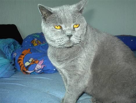 British Shorthair Laban  R.I.P. 26/7-2006 - en lækker blå brite,,, hehe det MIG billede 1