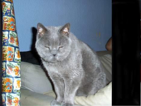 British Shorthair Laban  R.I.P. 26/7-2006 - nu blir jeg altså snart sur  billede 4