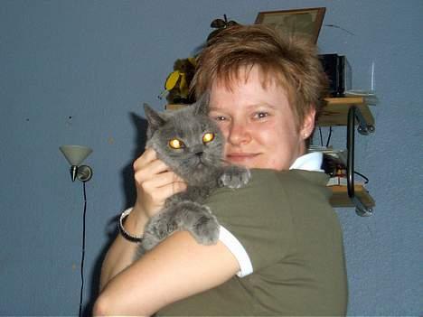 British Shorthair Laban  R.I.P. 26/7-2006 - nu er han i sit es, oppe hos mor, og blive nusset billede 5