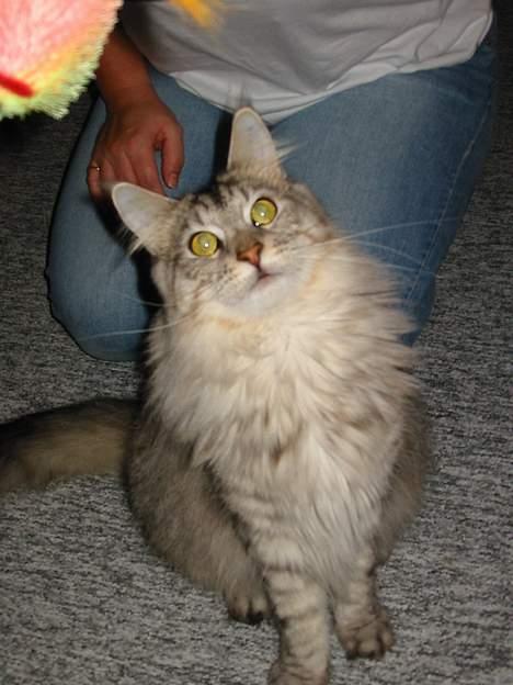 Maine Coon Cæzar - taget den 22-10-05 billede 18