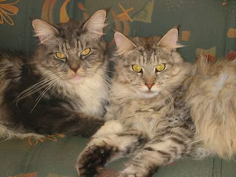 Maine Coon Cæzar - Cæzar & Loke taget d. 22-10-05 billede 19