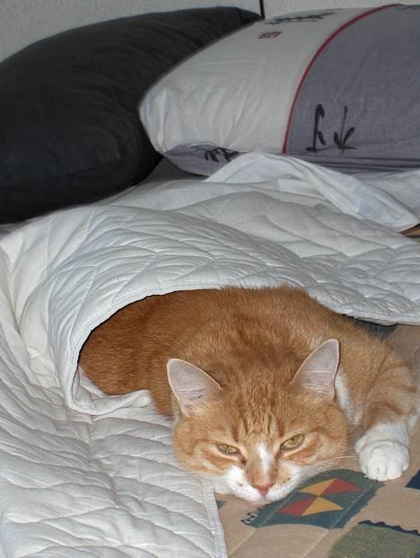 Huskat Fie - Hvem sagde Garfield?? :-) billede 1