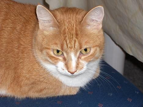 Huskat Fie billede 2