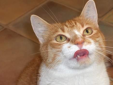 Huskat Fie - mad??...JA TAK!!! billede 3