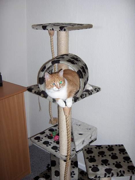 Huskat Fie billede 4