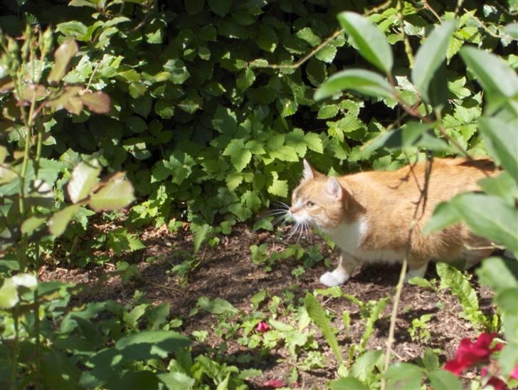Huskat Fie - Uhh, der fik jeg lige øje på en lækker fugl... billede 5