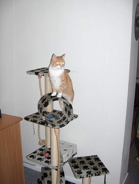 Huskat Fie - King of my castle....øhh queen:-) billede 6