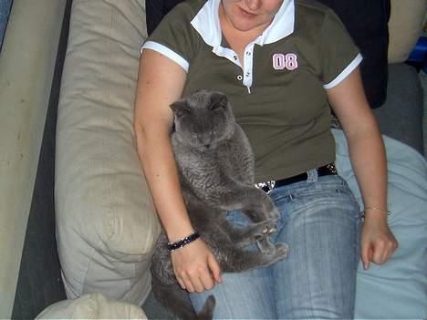 British Shorthair Laban  R.I.P. 26/7-2006 - nu gider jeg altså ikke blitzes mere,, billede 9