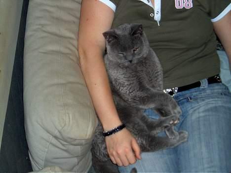 British Shorthair Laban  R.I.P. 26/7-2006 - Er der fri bane?? lurer lige billede 10