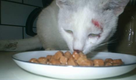 Huskat Max  - Max den 11 sep efter bid billede 14