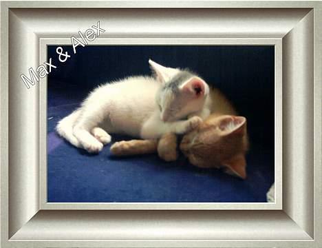 Huskat Max  - Mig & Alex da vi var små :-) billede 15