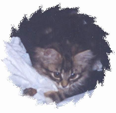 Norsk Skovkat Benjamin - Mit papir! billede 14