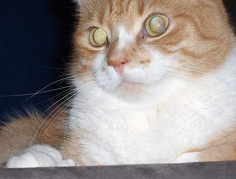 Huskat Fie - se min 2-farvede næse billede 7