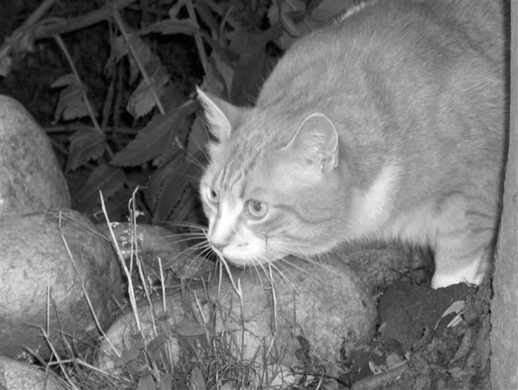 Huskat Fie billede 8