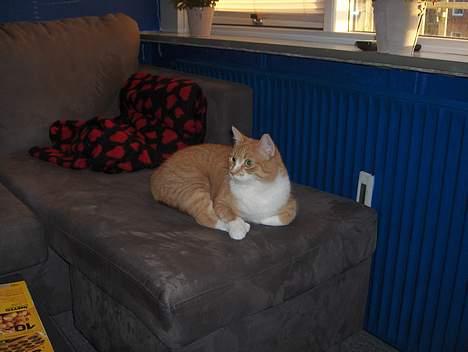 Huskat Fie - Det her er MIN plads i sofaen! Hvis der er nogen der sætter sig her, bidder jeg dem bare i armen:-) billede 9