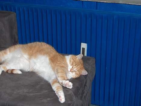 Huskat Fie billede 10