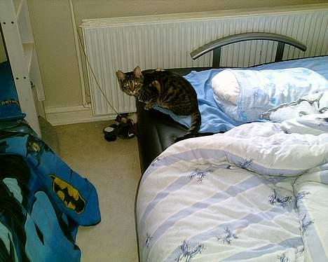 Blanding af racer Julie billede 1