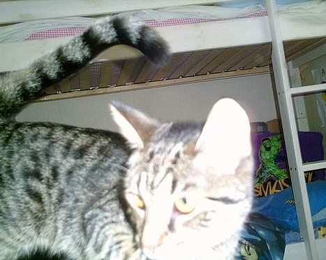 Blanding af racer Julie billede 2