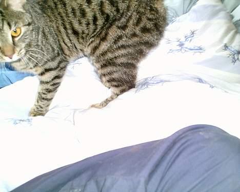 Blanding af racer Julie billede 3